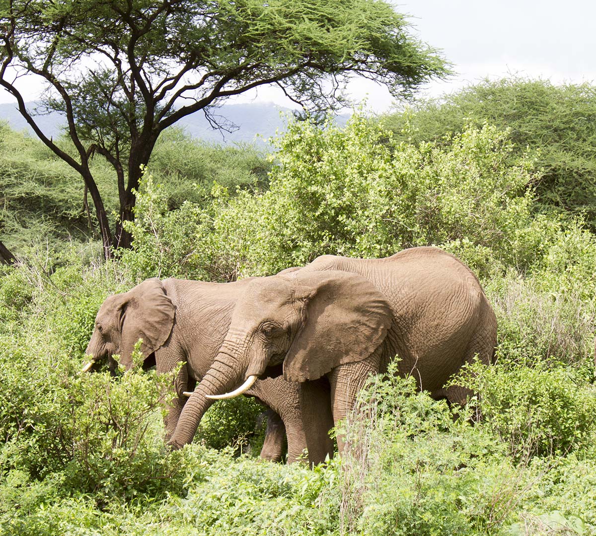 manyara manyara