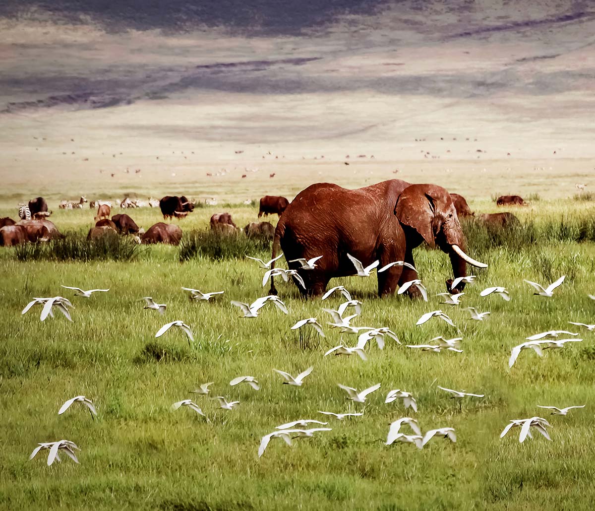 ngorongoro ngorongoro
