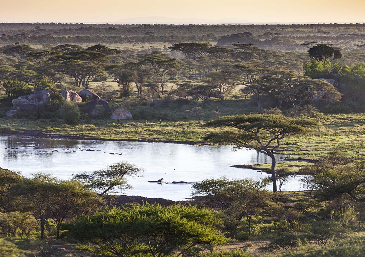 serengeti serengeti