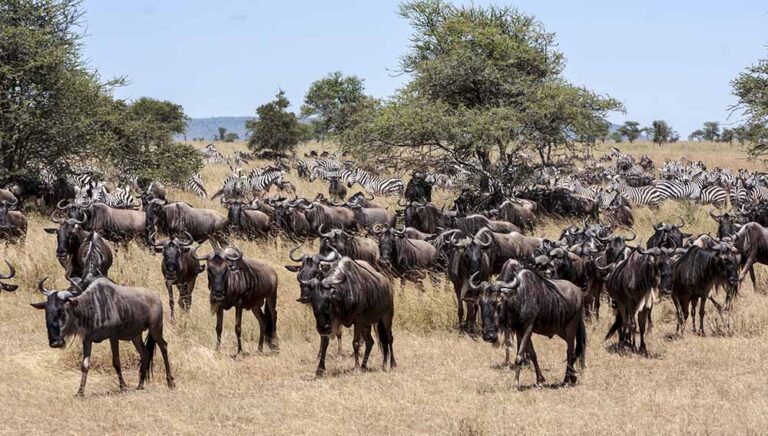 The Great Migration Guide