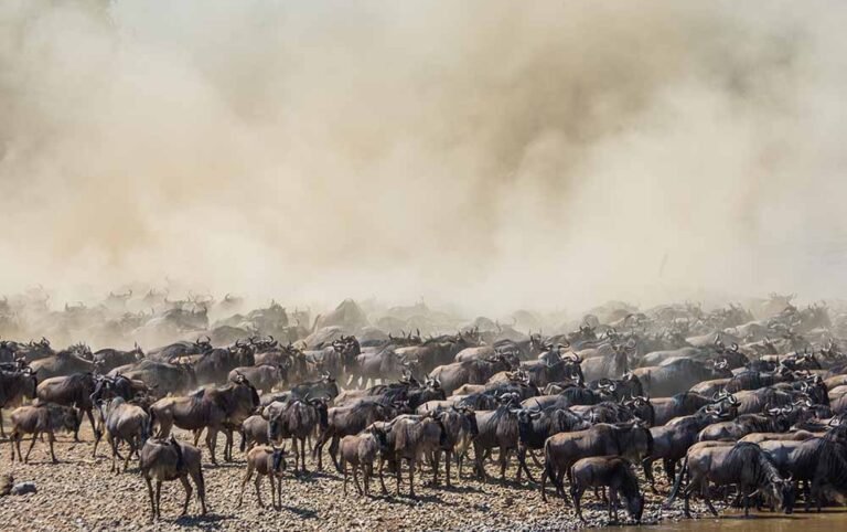The Great Migration Guide