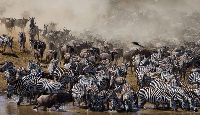Tanzania,The Great Migration Guide