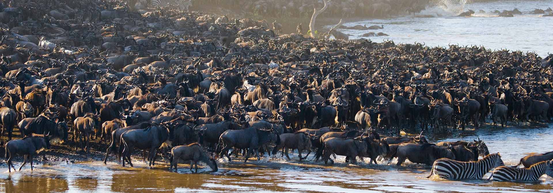 Tanzania Migration Safaris