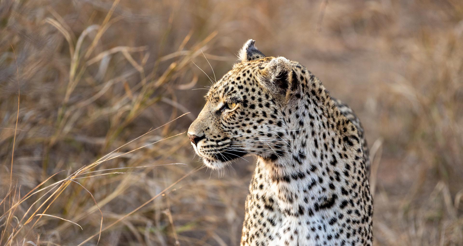 Big Five Africa Explained