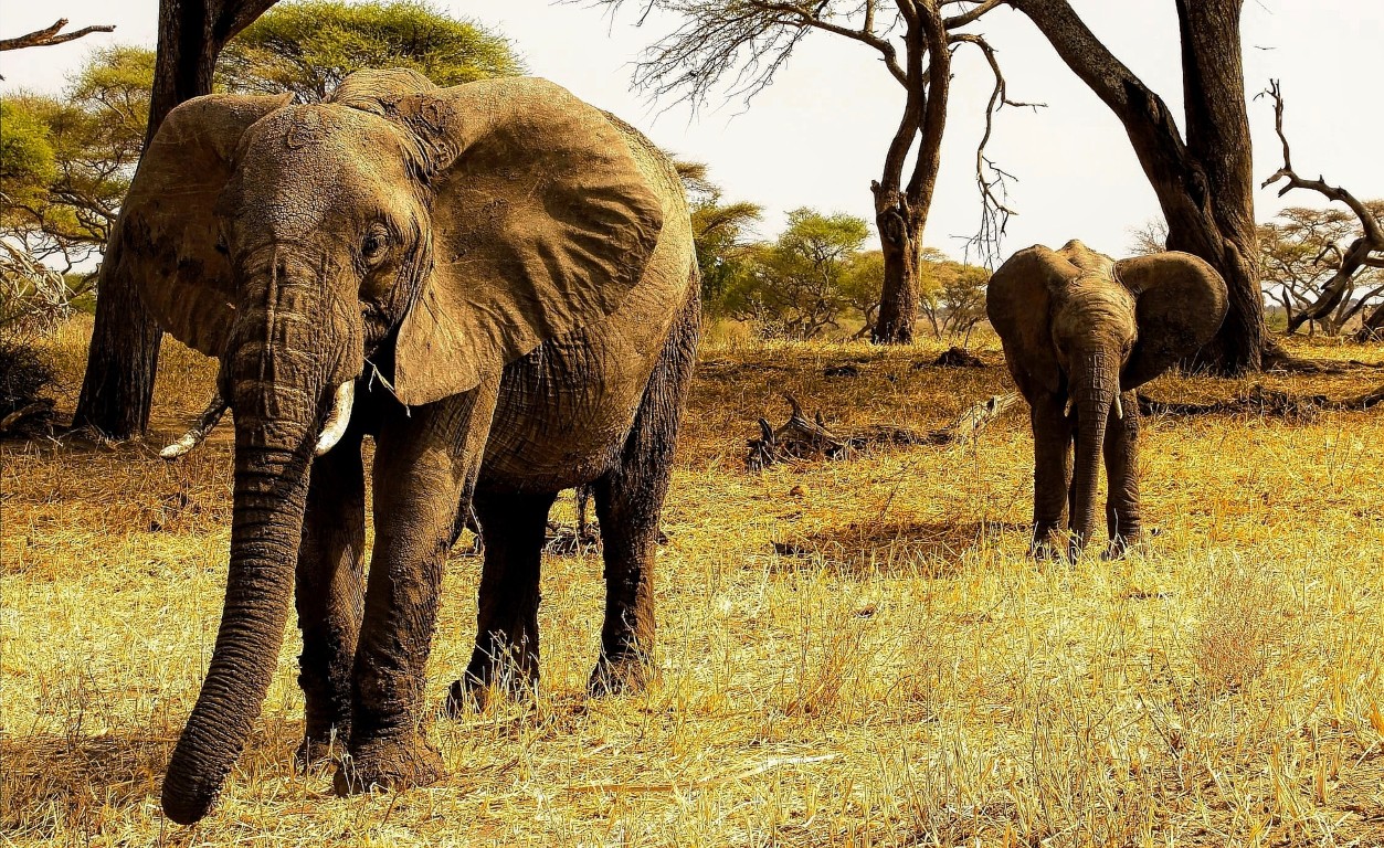 Day on Safari in Africa