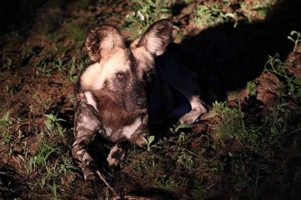 Night Safari Adventures