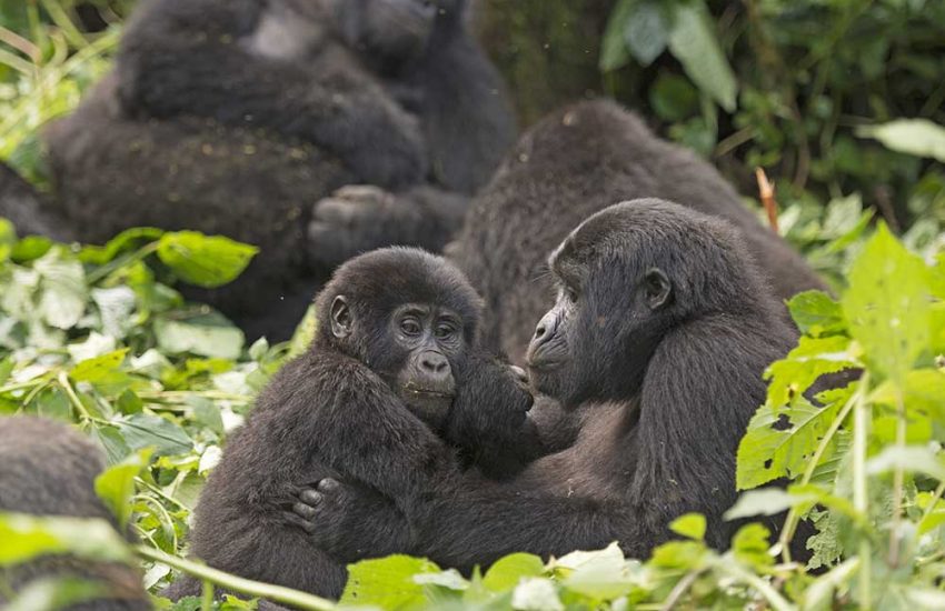 Mother and Child Gorilla in the Forest Gorilla Tracking