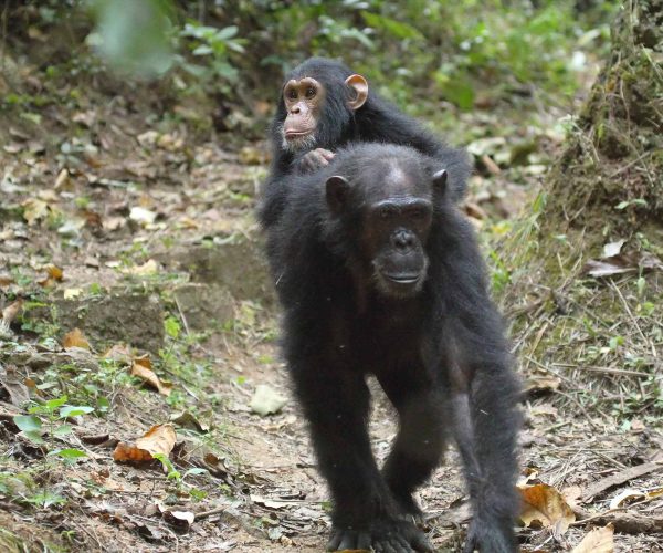 Young chimpanzee on the mother Young chimpanzee (Pan troglodytes) on the back of his mother in Gombe Stream National Park, Tanzania