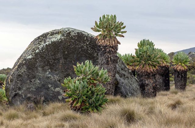 Kilimanjaro climbing