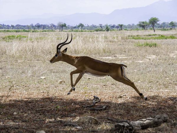 Jumping antelope A jumping antelope in Mikumi National Park of Tanzania.