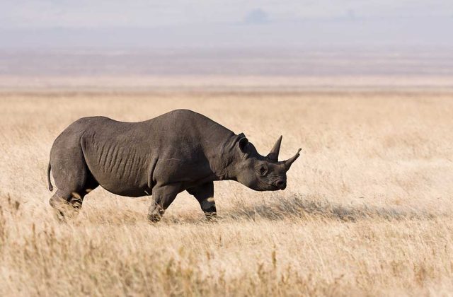 Big Five Africa Explained