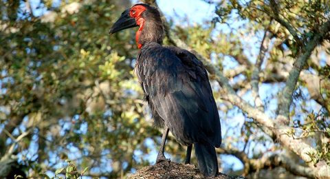 Tanzania Bird-Watching Safaris: