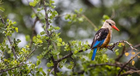 Tanzania Bird-Watching Safaris: