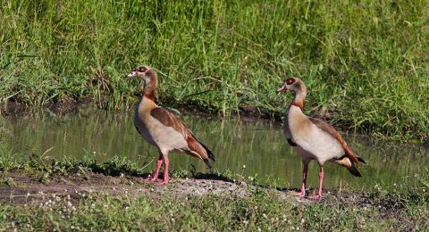Tanzania Bird-Watching Safaris: