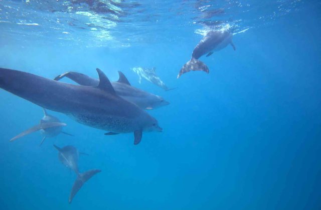 dolphins