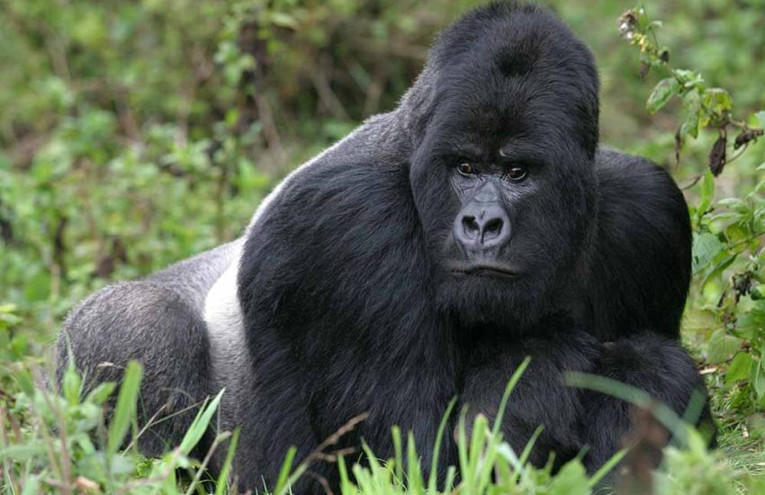 gorilla 4e Gorilla Tracking