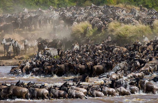 The Great Migration Guide
