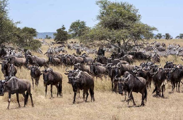 The Great Migration Guide