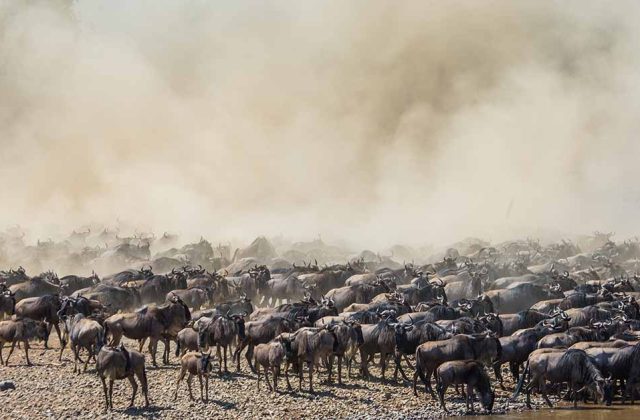 The Great Migration Guide
