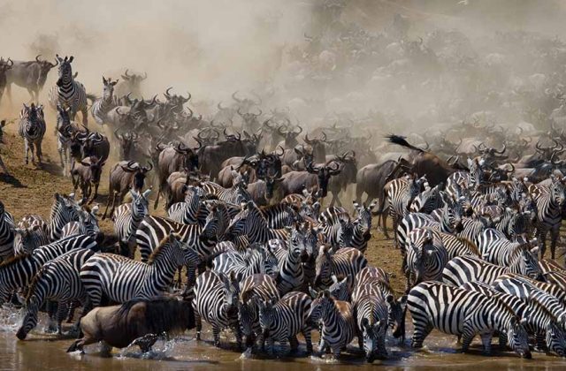 Tanzania,The Great Migration Guide