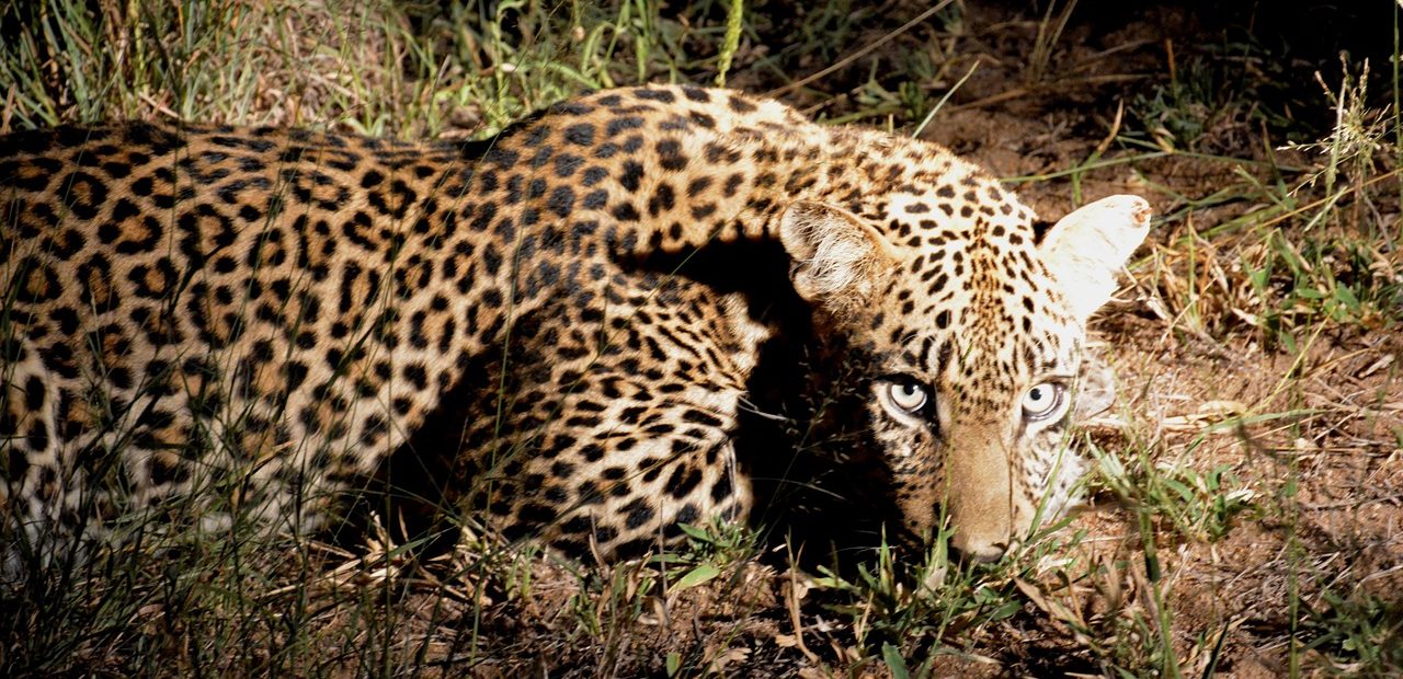 Night Safari Adventures