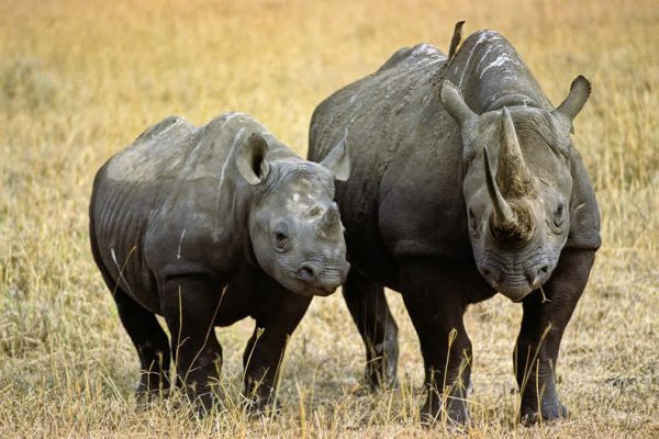 mkomazi 1 mkomazi 1