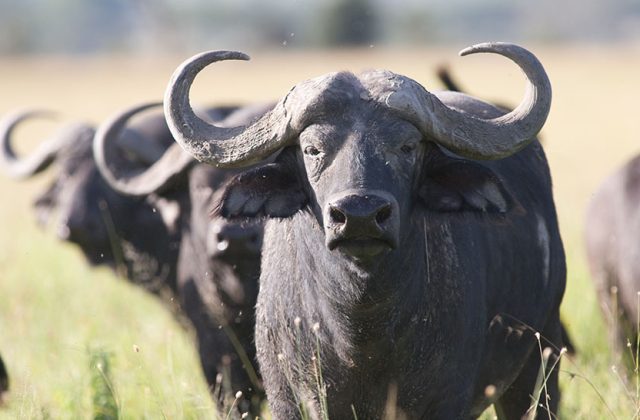 Big Five Africa Explained