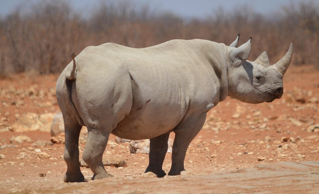 Top Safari Destinations in Southern Africa