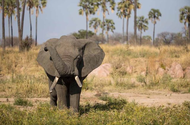 Big Five Africa Explained,Hidden Gems of Tanzania