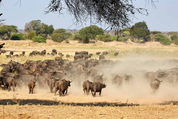ruaha (2) ruaha (2)