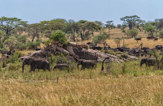 Serengeti & Zanzibar