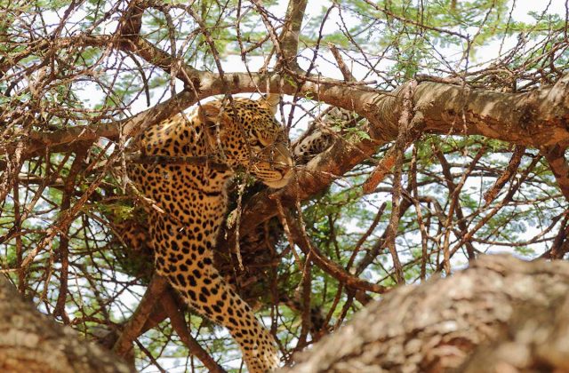 Big Five Africa Explained