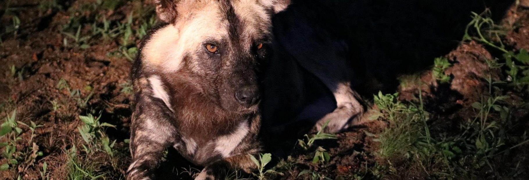 Night Safari Adventures